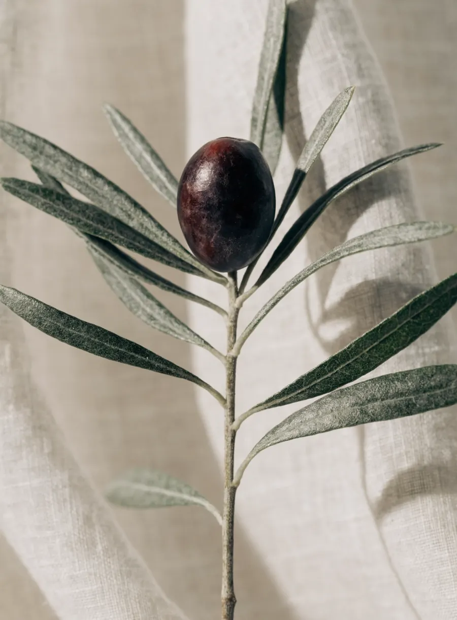 A small olive branch with silver-green leaves and a single dark olive, against soft cream linen.