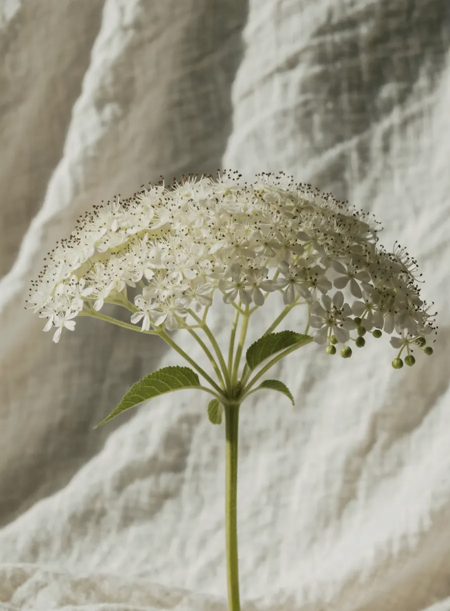 A single elderflower cluster with tiny cream-white blossoms and green leaves, against soft cream linen.