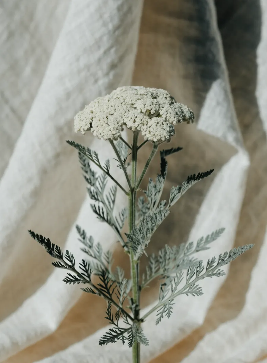 A single yarrow sprig with feathery sage leaves and a small ivory flower cluster, against soft cream linen.