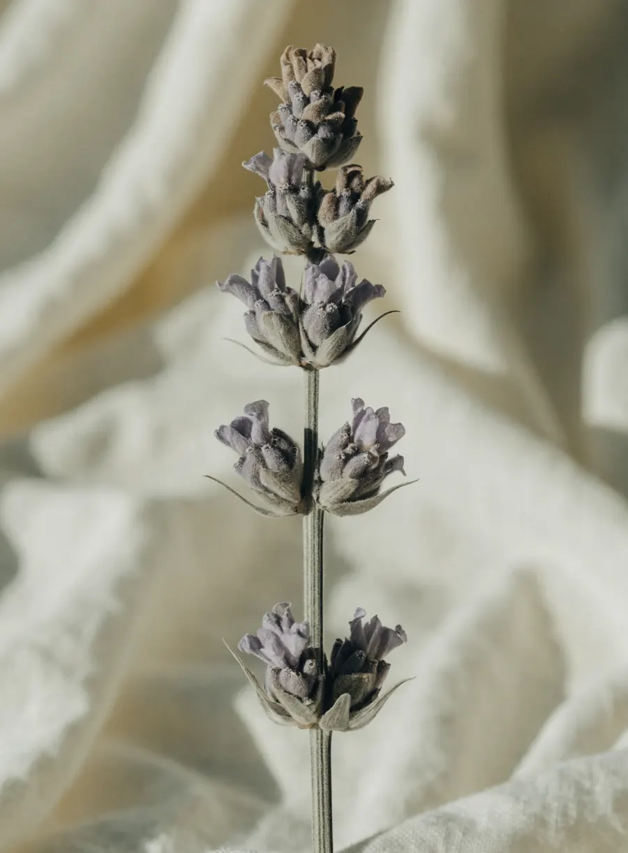 A single dried lavender stem with dusty purple-grey buds along a slender silvery stem, against soft cream linen.